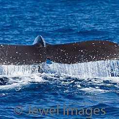 052 Humpback Whale Tail 11 W054