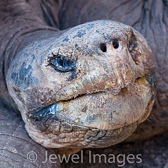 053 Galapagos Giant Tortoise 0904