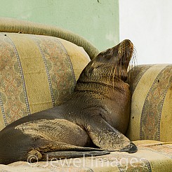 054 Galapagos Sea lion 0175