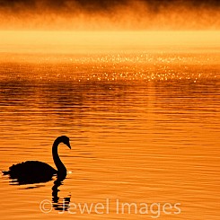055 Black Swan at Sunrise Myall Lakes Australia