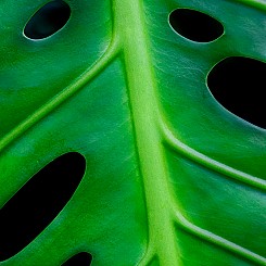 056 Monstera Leaf L077