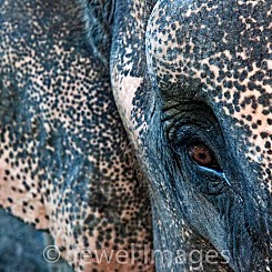 058 Eye of the Elephant Thailand