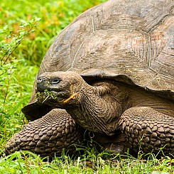 058 Galapagos Giant Tortoise 0154