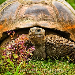 059 Galapagos Giant Tortoise 0194