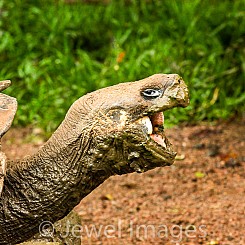 060 Galapagos Giant Tortoise 0381