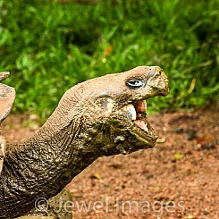 060 Galapagos Giant Tortoise 0381