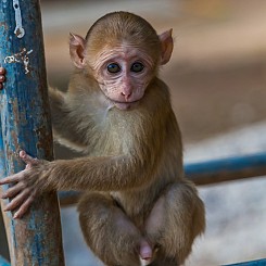 062 Baby Macaque Thailand