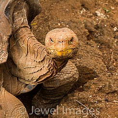 062 Galapagos Giant Tortoise 0646