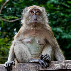 062 Macaque Langkawi malaysia