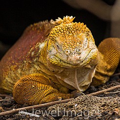 063 Land Iguana 0685