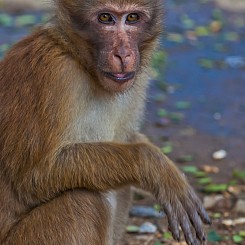 063 Macaque Thailand