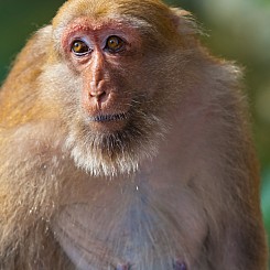 064 Grandmother Macaque Thailand