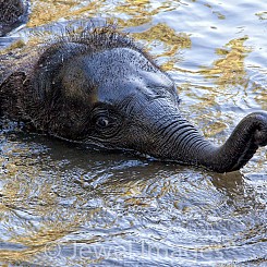 065 Elephant Play Thailand