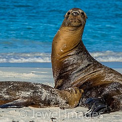 065 Galapagos Sea Lion 0813