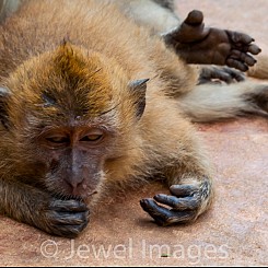 065 Lunching Macaque Thailand