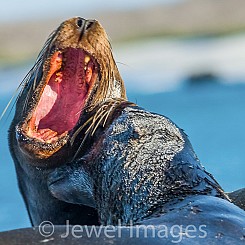 066 Galapagos Sea Lion 1936