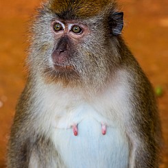 066 Macaque Thailand