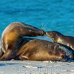 067 Galapagos Sea Lion 2055