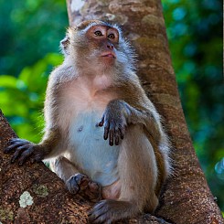 067 Macaque Thailand