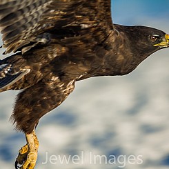 070 Galapagos Hawk 2019