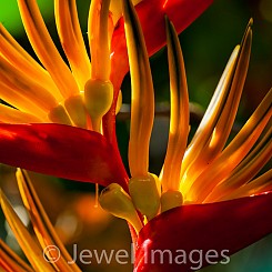 070 Heliconia Thailand