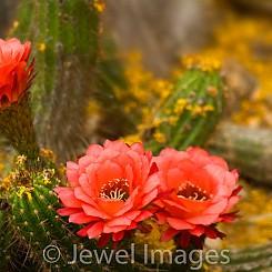 070 Torch Cactus AZ