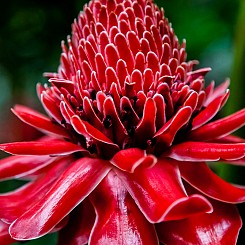 070a Torch Ginger Thailand