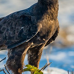 071 Galapagos Hawk 2035
