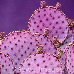 071 Purple Prickly Pear Cactus AZ