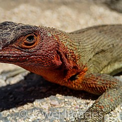 076 Lava Lizard 0064