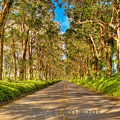 076 Tree Tunnel Road L027