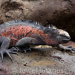 077 Marine Iguana 0086