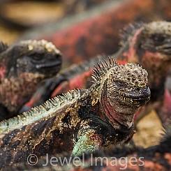 078 Marine Iguana 0140