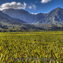 078 Taro at Hanalei L061