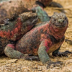 079 Marine Iguana 0164