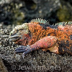 080 Marine Iguana 0298