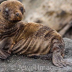 081 Galapagos Sea Lion 0222