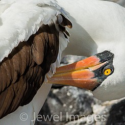 082 Nazca Booby 0556