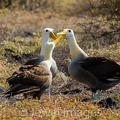 083 Waved Albatross 0595