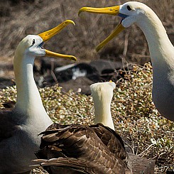 084 Waved Albatross 0642