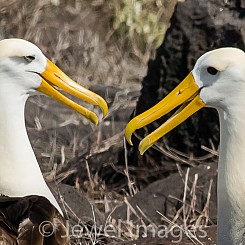 085 Waved Albatross 0721