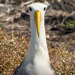 086 Waved Albatross 0684