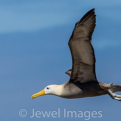 087 Waved Albatross 0830