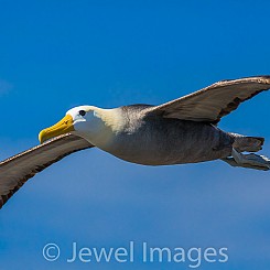 088 Waved Albatross 0934