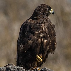 089 Galapagos Hawk 0774