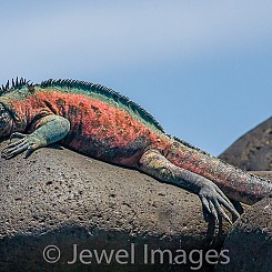 092 Marine Iguana 1470