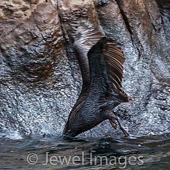 093 Brown Pelican 0062