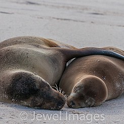 095 Galapagos Sea Lion 0208