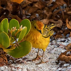 096 Yellow Warbler 0279