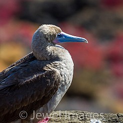 097 Red footed Booby0179